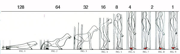 evoluzione